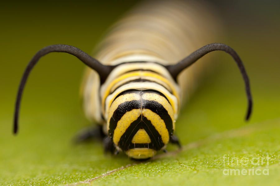 caterpillar-yellow.png
